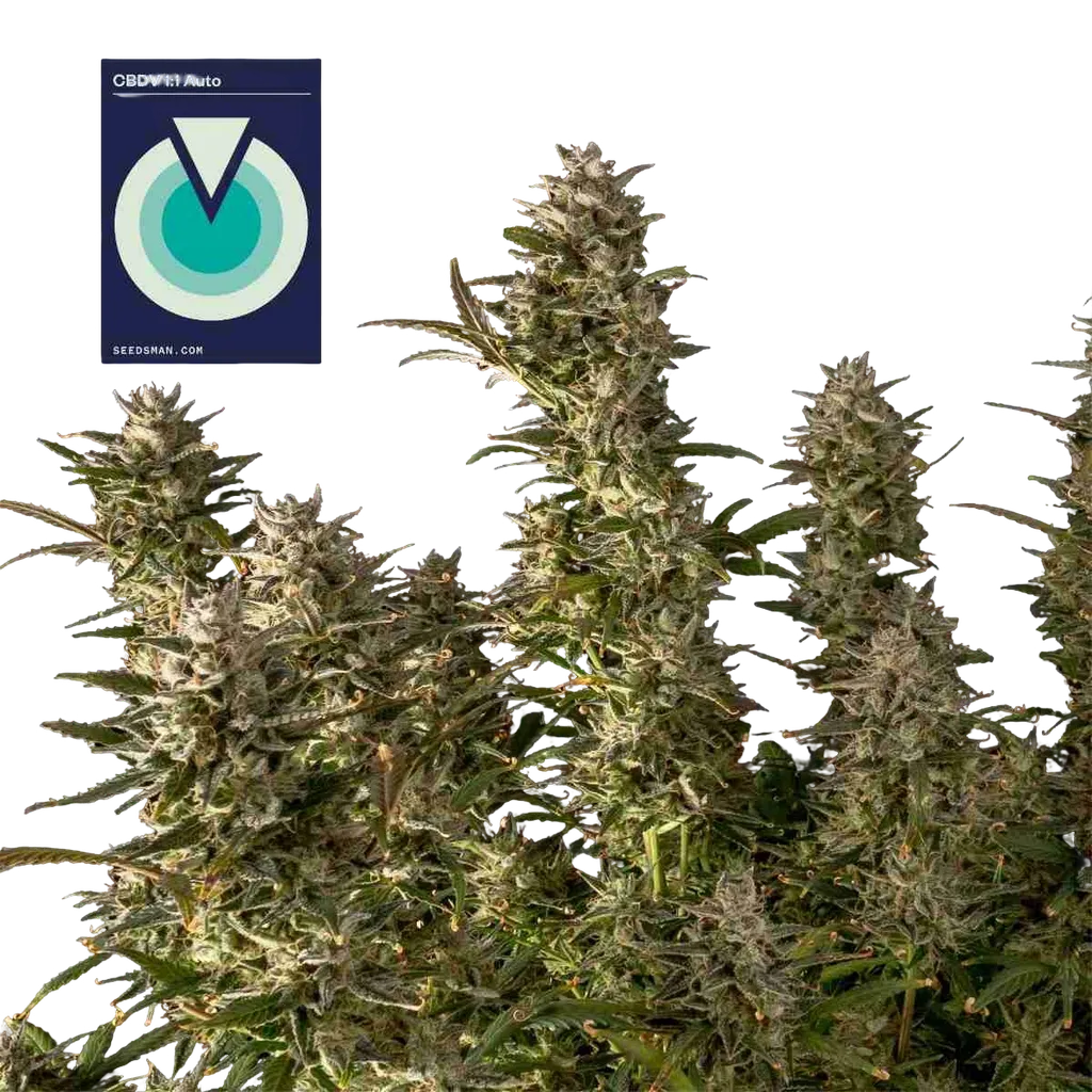 CBDV 1:1 Auto | AUTOFEM | Seedsman
