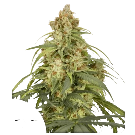 CBD-Victory Auto | AUTOFEM | Dutch Passion
