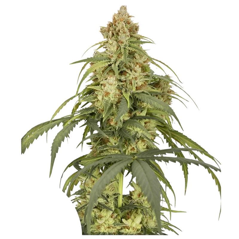 CBD-Victory Auto – Produktansicht