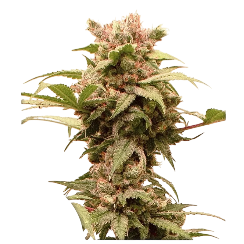 CBG-Force Auto – Produktansicht