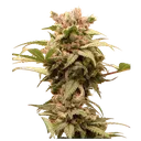 CBG-Force Auto | AUTOFEM | Dutch Passion