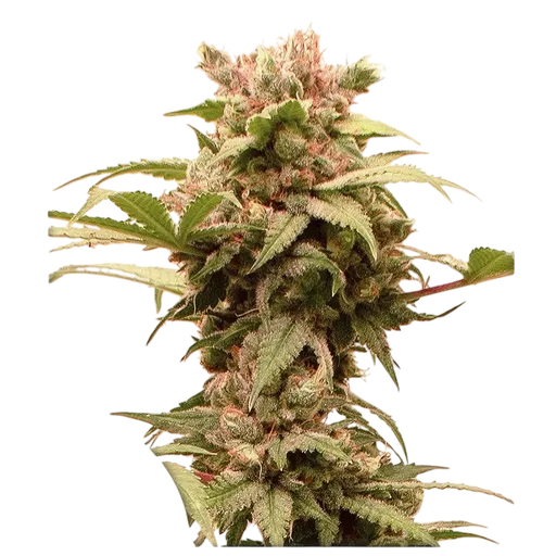 CBG-Force Auto | AUTOFEM | Dutch Passion