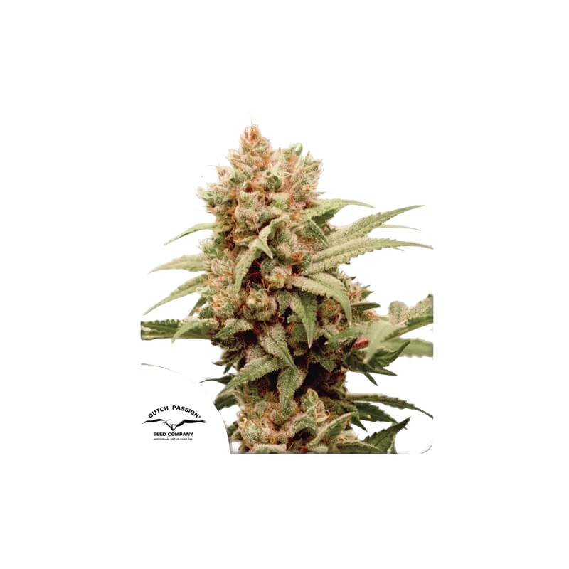 CBG-Force – Produktansicht