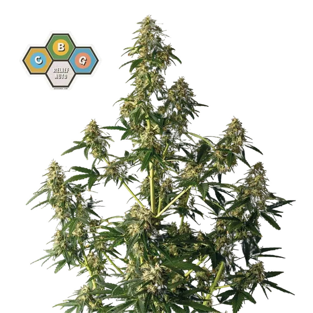 CBG Relief Auto | AUTOFEM | Seedsman