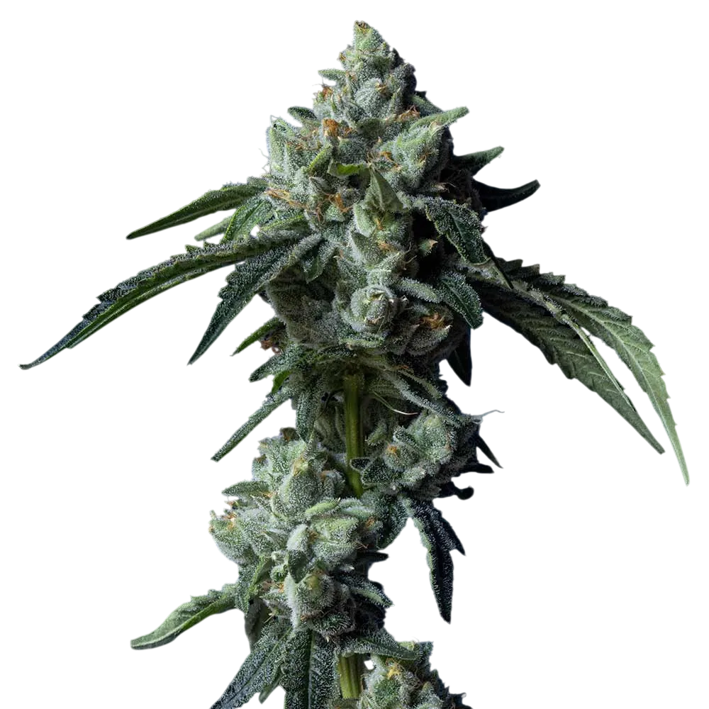 Challah Bread | PHOTOFEM | DNA Genetics