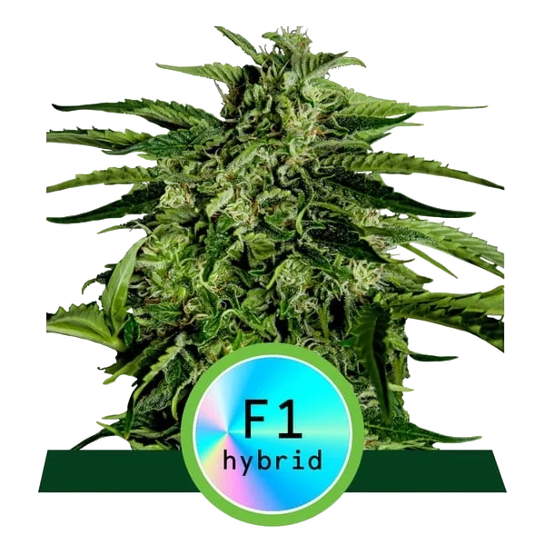 Apollo F1 Auto | AUTOFEM | Royal Queen Seeds