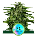 Apollo F1 Auto | AUTOFEM | Royal Queen Seeds