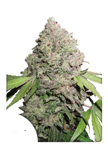 Charlottes Angel CBD