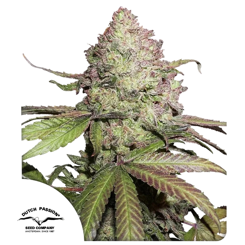 Charlottes Angel CBD Auto – Produktansicht