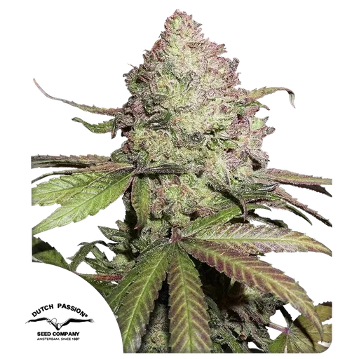 Charlottes Angel CBD Auto