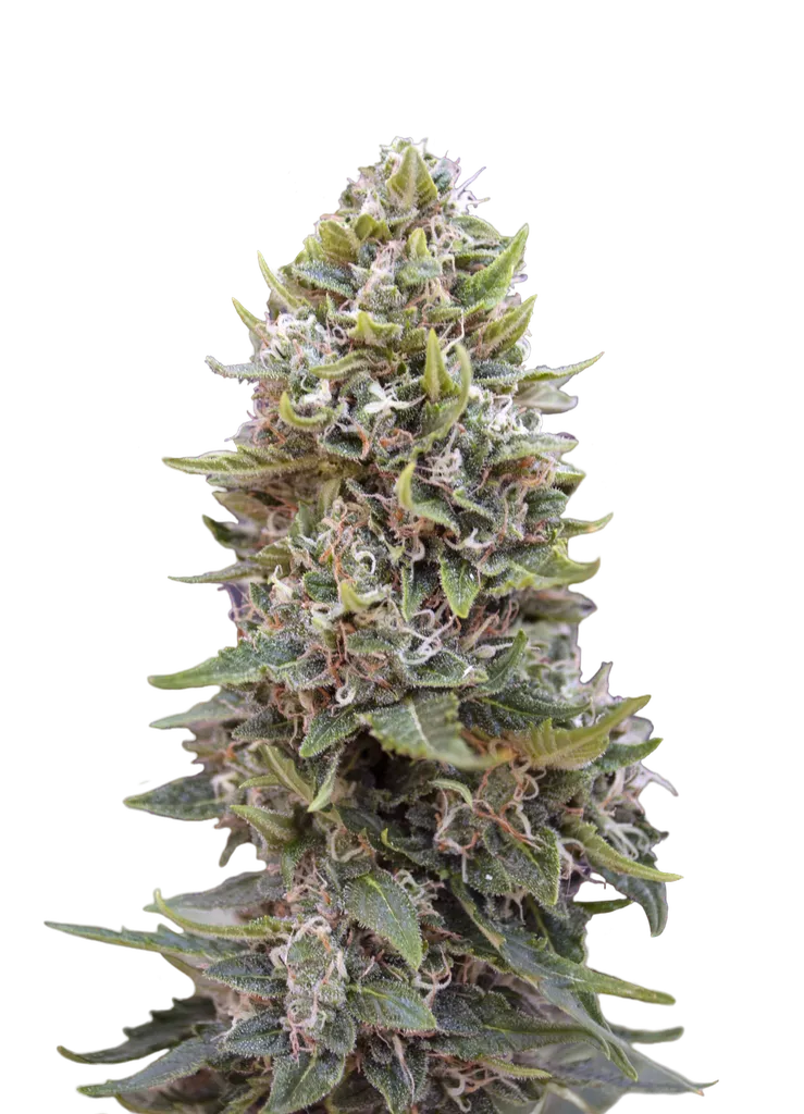 Cheese Berry Auto | AUTOFEM | 00 Seeds