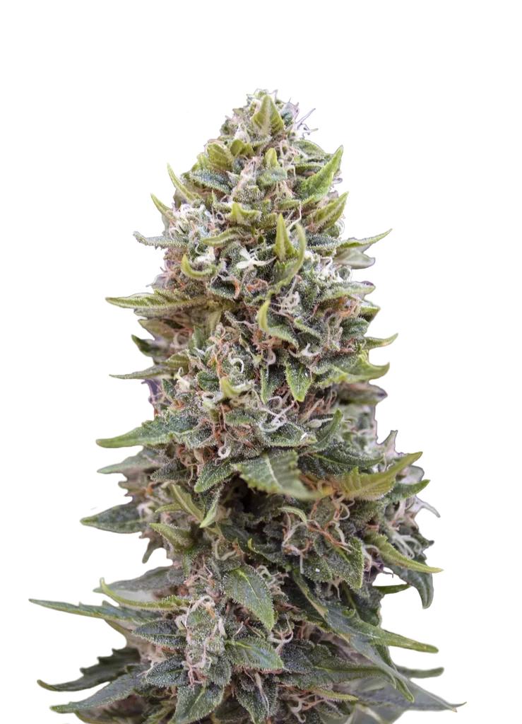 Cheese Berry Auto – Produktansicht