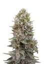 Cheese Berry Auto | AUTOFEM | 00 Seeds