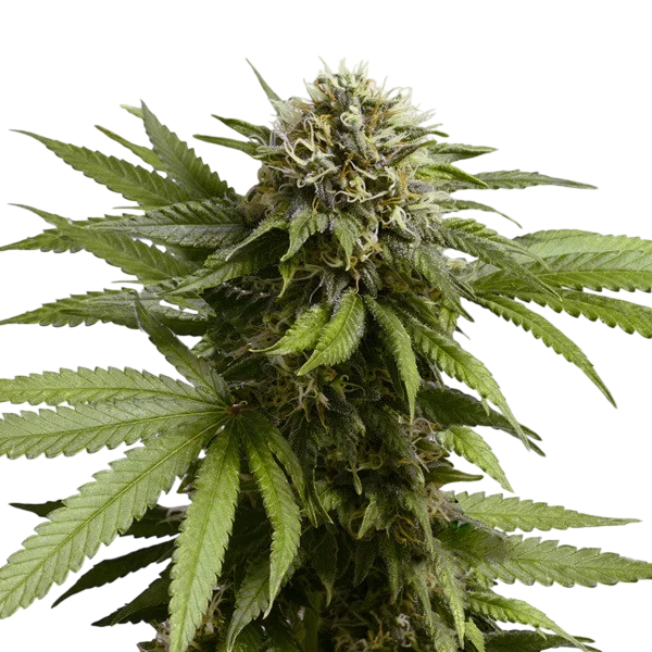Apple Fritter Auto – Produktansicht