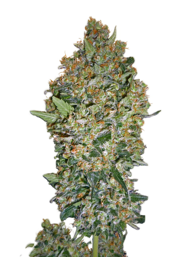 Cheese Berry | PHOTOFEM | 00 Seeds