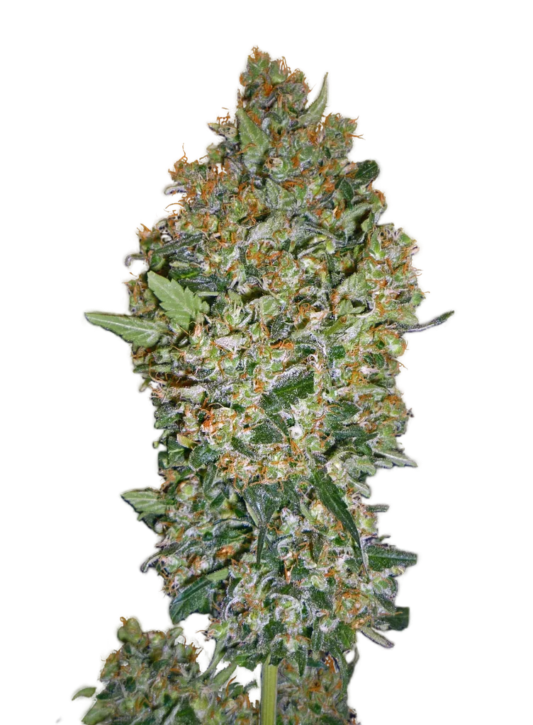 Cheese Berry – Produktansicht