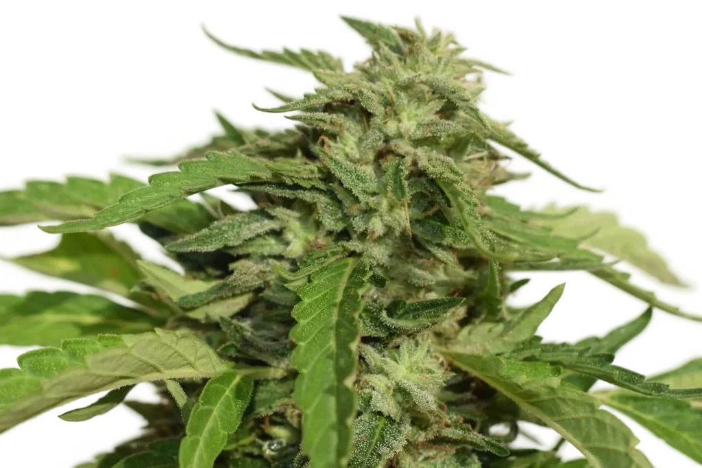 Exodus Cheese – Produktansicht