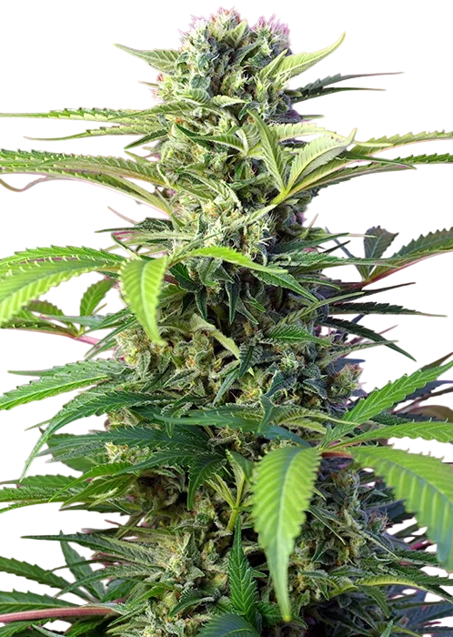 Chem Beyond Diesel CBD – Produktansicht