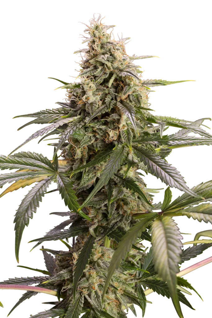 Chem-Bomb Auto – Produktansicht