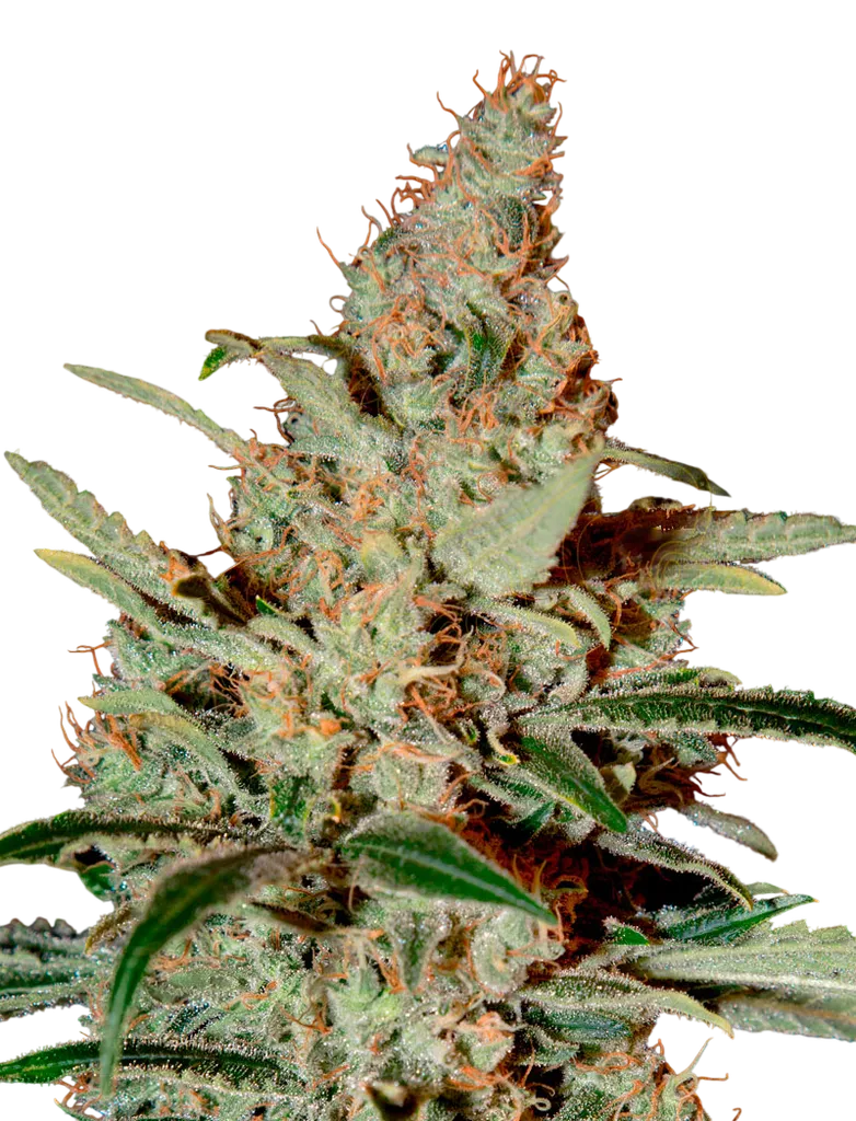 Chem Dog | PHOTOFEM | Greenhouse Seed Co.