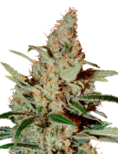 Chem Dog