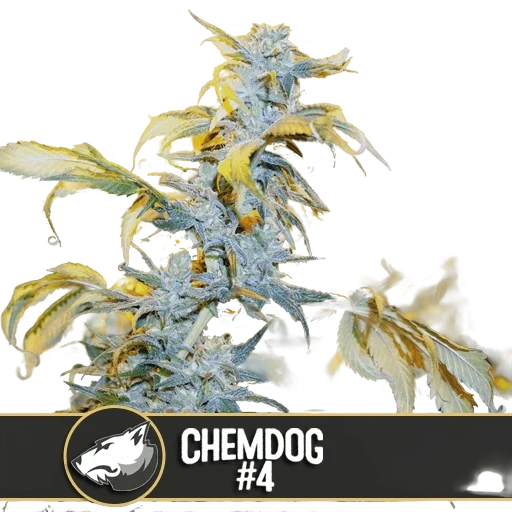 Chemdog #4 – Produktansicht