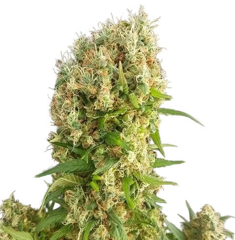 Chemdog Gorilla