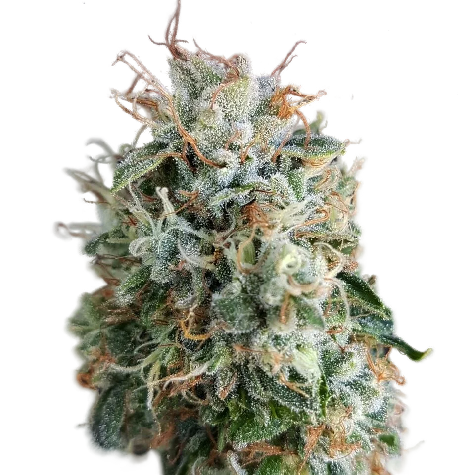 Chemdog Millionaire Guava – Produktansicht