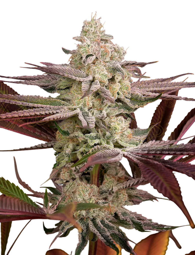 Chemical Bride | PHOTOFEM | Greenhouse Seed Co.