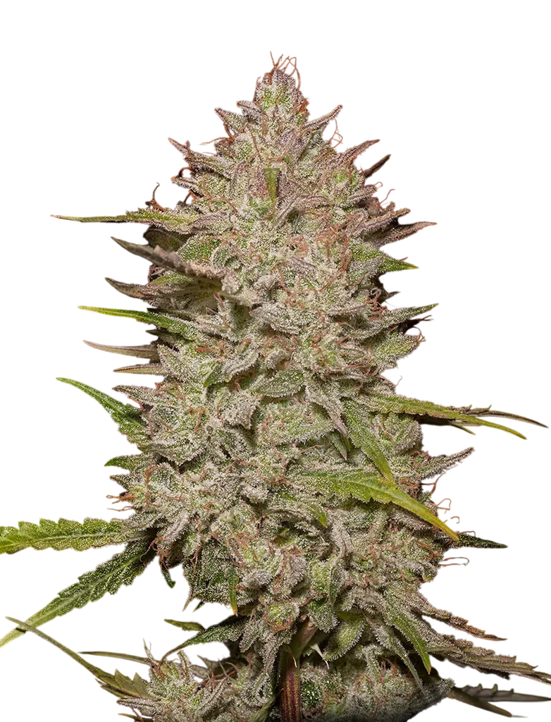 Chemical Candy Auto – Produktansicht