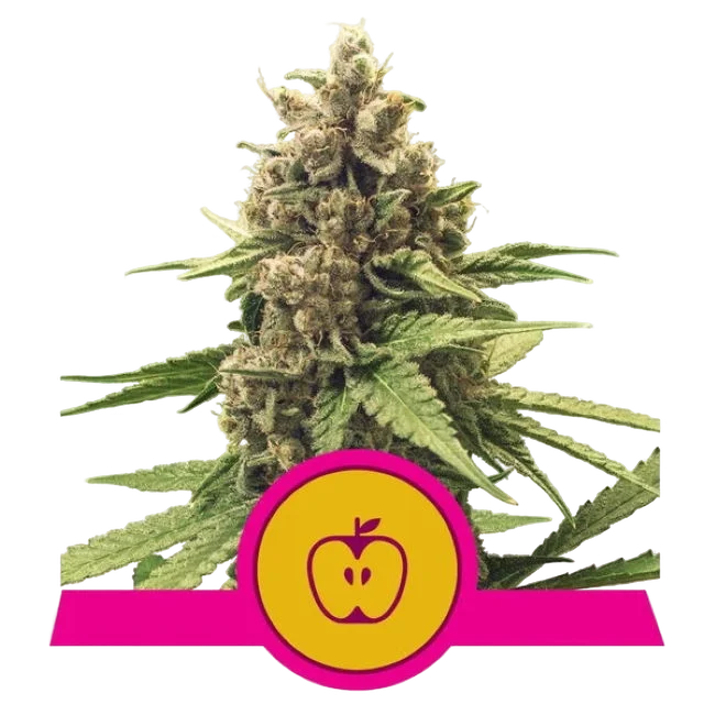 Apple Fritter – Produktansicht