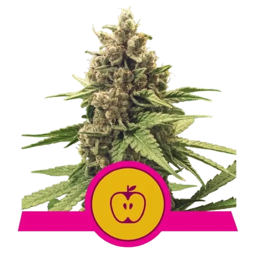 Apple Fritter