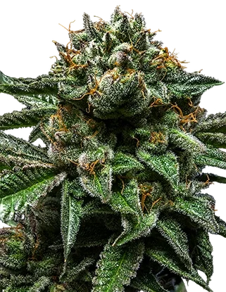 Chempie | PHOTOFEM | Ripper Seeds