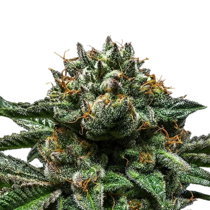 Chempie – Produktansicht