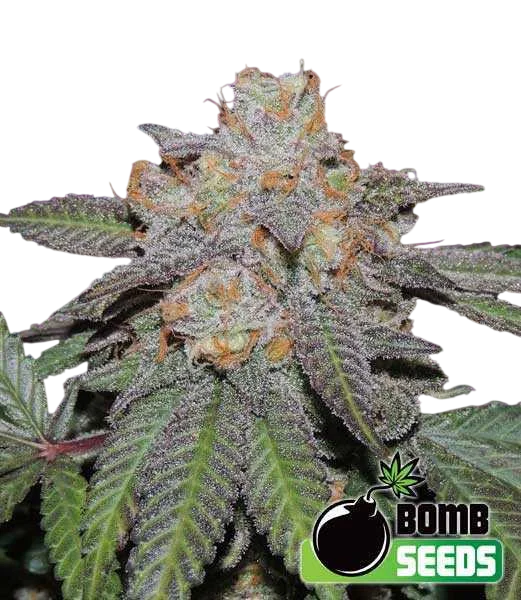 Cherry Bomb Auto – Produktansicht