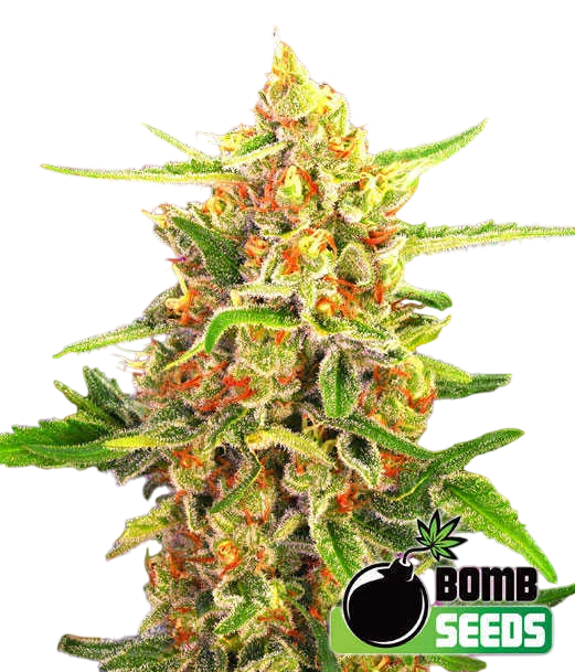 Cherry Bomb – Produktansicht