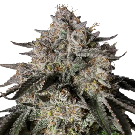 Cherry Essence | PHOTOFEM | Silent Seeds