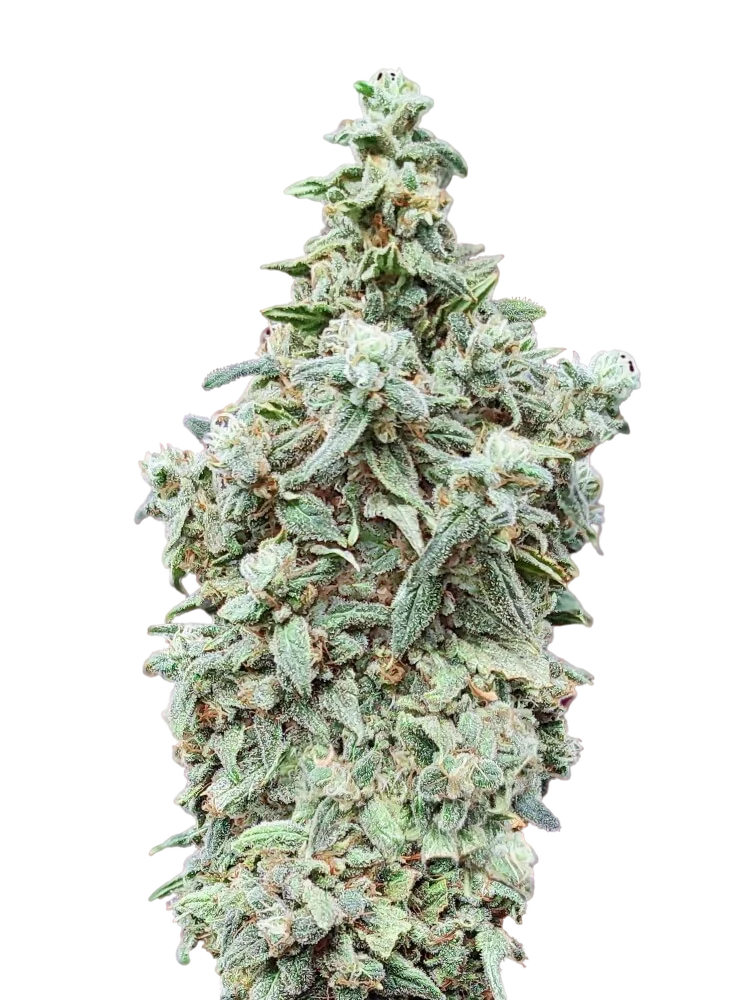 Cherry Pie Auto | AUTOFEM | Advanced Seeds
