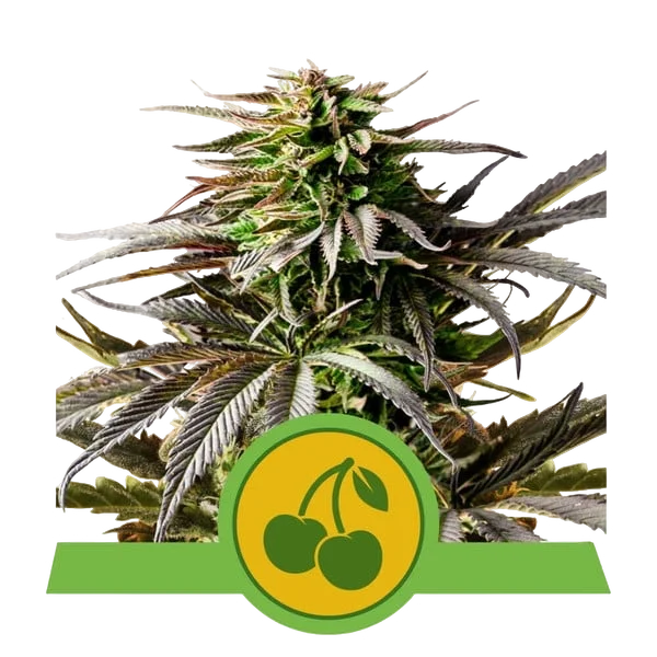 Cherry Pie Auto – Produktansicht