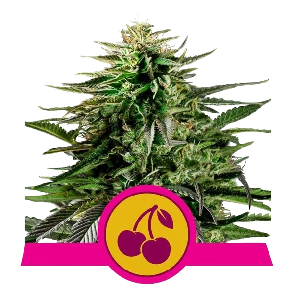 Cherry Pie – Produktansicht