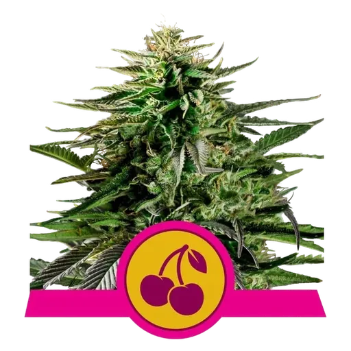 Cherry Pie | PHOTOFEM | Royal Queen Seeds