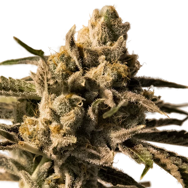 Cherry Pie FAST – Produktansicht