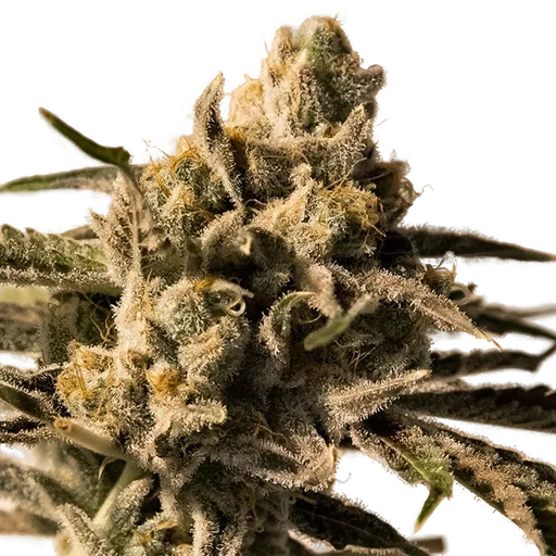 Cherry Pie FAST