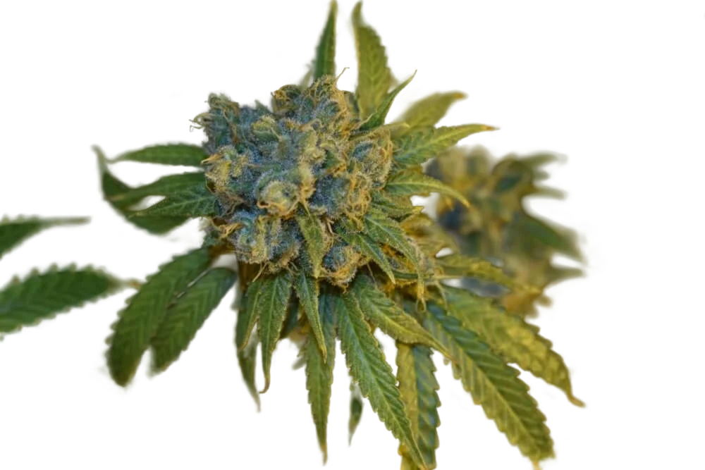 Cherry Punch Auto – Produktansicht
