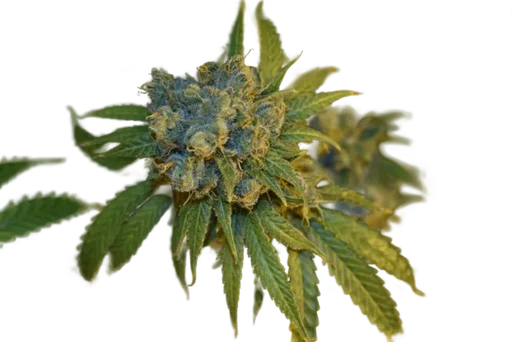 Cherry Punch Auto
