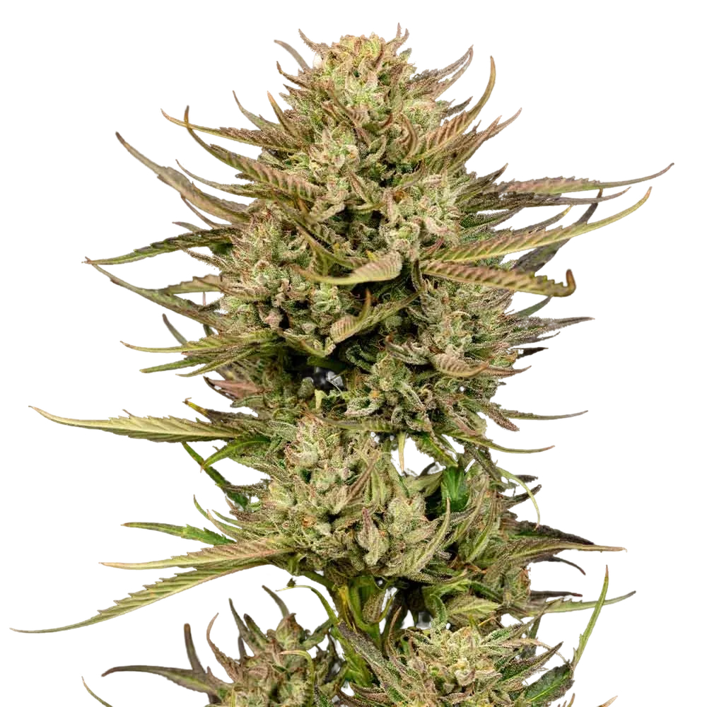 Cherry Punch F1 | PHOTOFEM | Seedsman