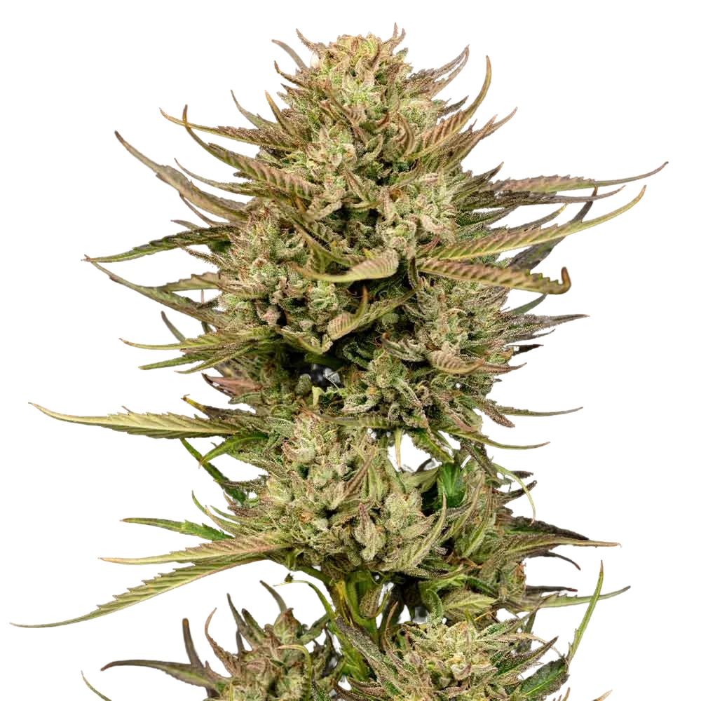 Cherry Punch F1 – Produktansicht