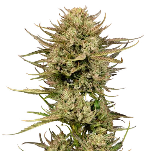 Cherry Punch F1