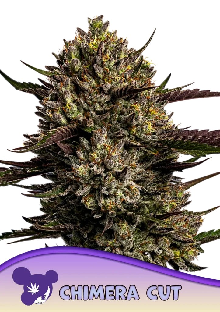 Chimera Cut | PHOTOFEM | Anesia Seeds
