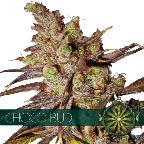 Choco Bud
